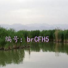 Ȼ