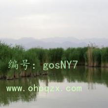 Ȼ