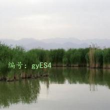 ֻ